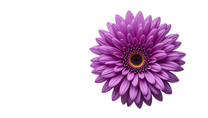 Fototapeta premium purple chrysanthemum top view