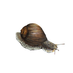 Realistic color illustration of snail, isolated on the white background. Garden mollusk with shell, painted with markers, watercolor for animal encyclopedia