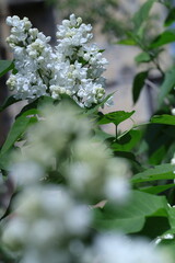 pink and white flowers lilac, spring vibes, spring flowers, lilac flow