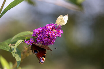 A purple flower with two butterflies on it