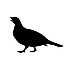 Blue grouse silhouette vector flat illustration design.