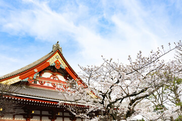 Fototapeta premium 春の浅草寺と桜の風景
