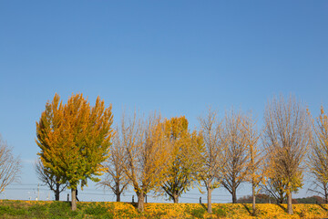 Fototapeta premium Autumn at Gingko Tree Road