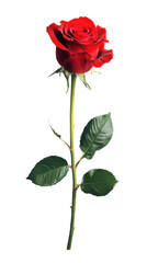 Fototapeta premium Isolated on white Transparent background image separated png. Single Red Rose on Transparent Background