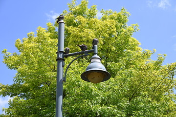 lantern in the park and birds,