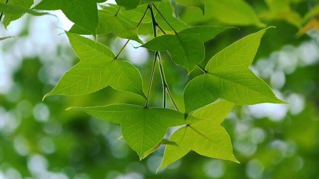 Sunlit green maple leaves on a branch stretching against a bright background.