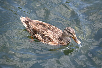 duck in water