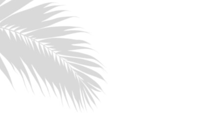 Naklejka premium Palm Leaf Shadow: Capturing the elegance of nature, the stark contrast of the palm leaf shadow against the background creates a simple, modern, and evocative image.