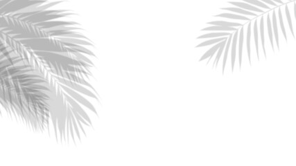 Tropical Serenity: Delicate shadows of palm leaves dance gracefully, casting ethereal patterns against a clean backdrop. 