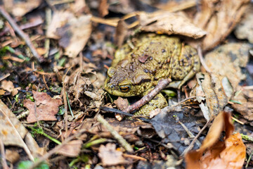 Fototapeta premium Frog in the forest