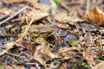 Frog in the forest