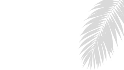 Fototapeta premium Serene Silhouette: The delicate shadow of palm fronds, gracefully cast against a plain backdrop, suggests the essence of tranquility, elegance, and the interplay of light and shadow. 