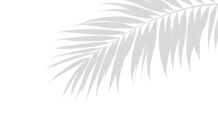 Shadowy Palm Leaf: A serene silhouette of a palm leaf, gracefully casting its shadow, offers a glimpse of natural elegance and a touch of tropical serenity. 
