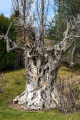 Obraz premium old tree in the forest