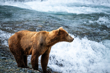 Large Brown Bear looks for a good Salmon fishing spot