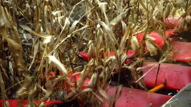 Modern Corn Harvester Header in Action