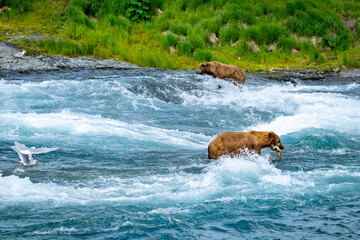 Bears in their natural habitat feeding on fish