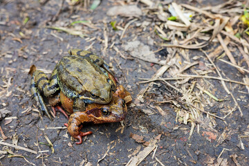 Fototapeta premium Time of love