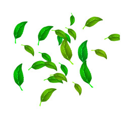 green leaves isolated on white