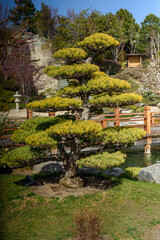 Obraz premium japanese garden in autumn