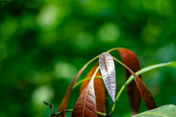 Mango leaves Mangifera indica are an essential part of the mango tree