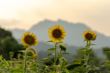 夕方のひまわり
