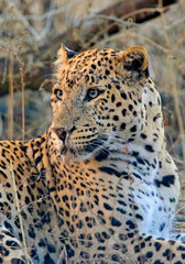 Leopard (Panthera pardus) portrait of a male, Jhalana Leopard Reserve, Jaipur, Rajasthan, India.