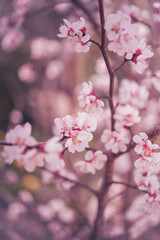 pink cherry blossom