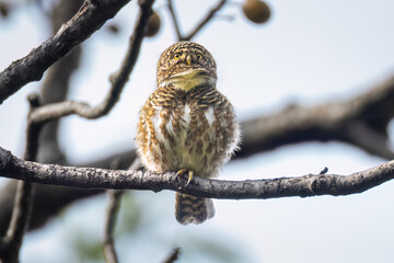 Collared Owlet