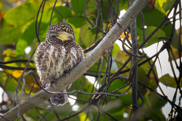 Obraz premium Collared Owlet