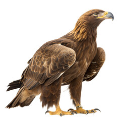 Golden Eagle AI Generated Image