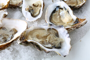 fresh oysters as gourmet exquisite sea food