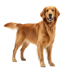 Golden  Irish Dog AI Generated Image