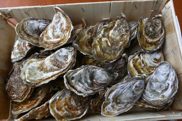 fresh oysters as gourmet exquisite sea food © fotoXS