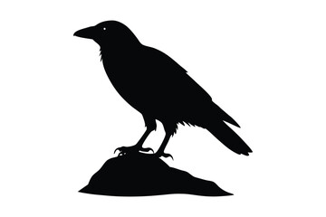 Fototapeta premium Black bird silhouettes, crow and raven, standing on a rock against white