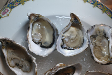 fresh oysters as gourmet exquisite sea food