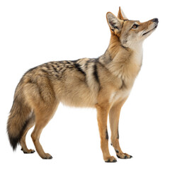 Golden Jackal AI Generated Image