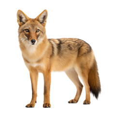 Fototapeta premium Golden Jackal AI Generated Image