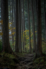 滝川渓谷の遊歩道の風景

