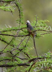 White-headed Mousebird perched on a thorny acacia branch in the Kenyan savanna
