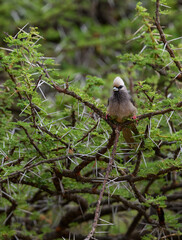 White-headed Mousebird perched on a thorny acacia branch in the Kenyan savanna
