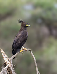 Long-Crested Eagle Perched on Branch  