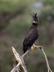 Long-Crested Eagle Perched on Branch  
