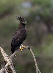 Long-Crested Eagle Perched on Branch  