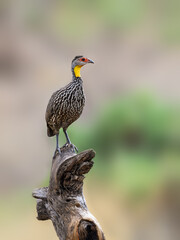 Yellow-Necked Spurfowl Perched on a Log in Natural Habitat