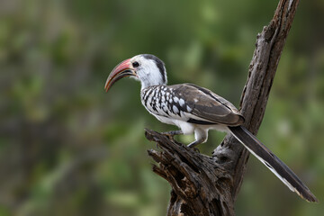 Red-billed Hornbill perched on a dry branch in natural light