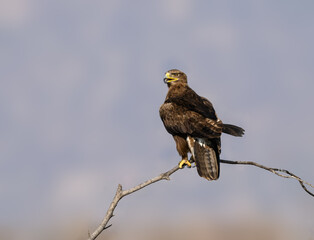 Steppe Eagle perched on a dry branch against  soft grey background