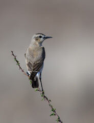 Northern Wheatear perched gracefully on a thorny branch against a smooth, neutral background