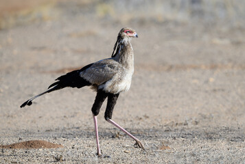 Secretarybird walking across open ground, showing off its long legs and elegant posture
