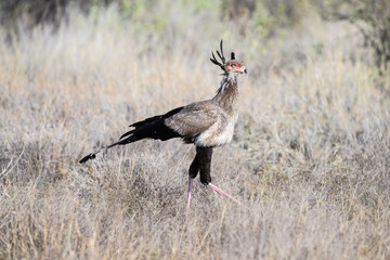 Secretarybird walking through tall dry grass, showing its bold crest and long legs